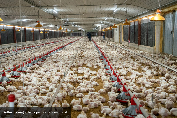 Screenshot 2025-12-19 at 12-26-28 Producción de pollos en RD 24.7 millones para Navidad